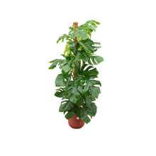 XL plant - Monstera Pertusum - Pot Ø 26cm Hoogte ↕ 150cm