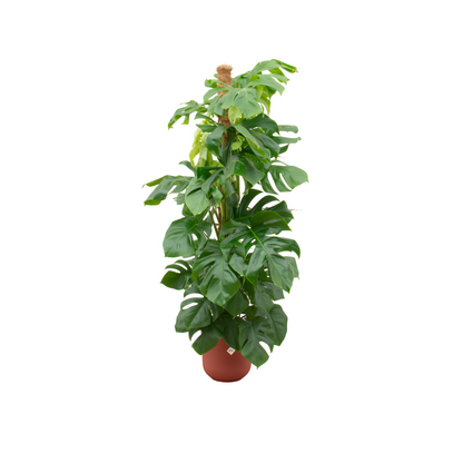 XL plant - Monstera Pertusum - Pot Ø 26cm Hoogte ↕ 150cm