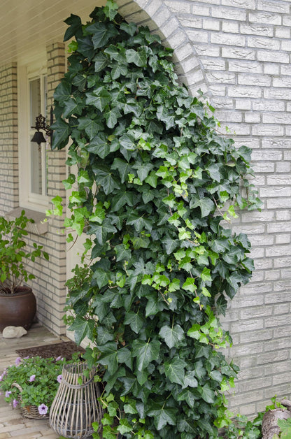 Buitenplant - Hedera helix - Klimplant - Pot Ø 15cm Hoogte ↕ 65cm