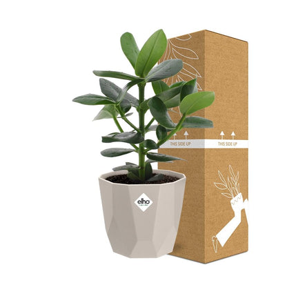 Kamerplant - Clusia Princess - Pot Ø 14cm