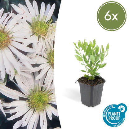 Buitenplant 6x Aster ageratoides 'Ashvi' - Bloeiend - Pot Ø 9cm Hoogte ↕ 10-25cm