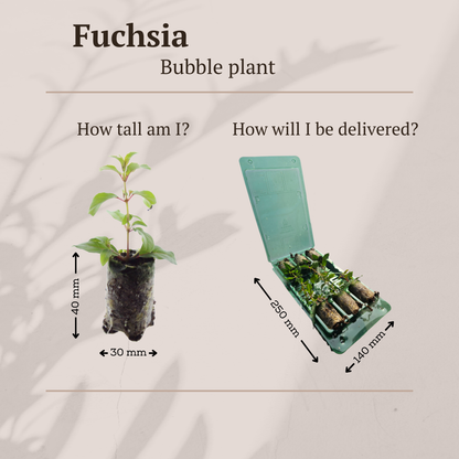 Buitenplant 6x Fuchsia - Bloeiend - Stekpluggen
