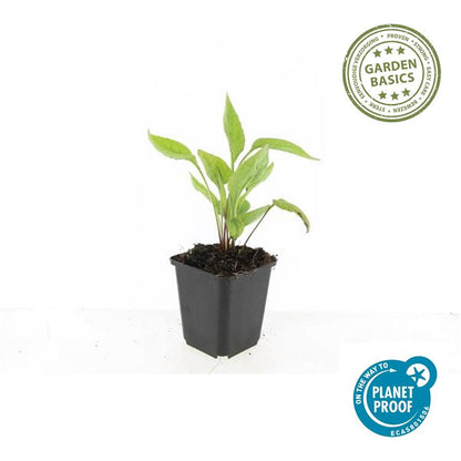 Buitenplant 60x Echinacea purpurea 'White Swan' - Bloeiend - Pot Ø 9cm Hoogte ↕ 10-25cm