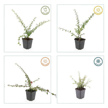Buitenplant 6x Cotoneaster suec. 'Coral Beauty' - Pot Ø 9cm Hoogte ↕ 10-25cm