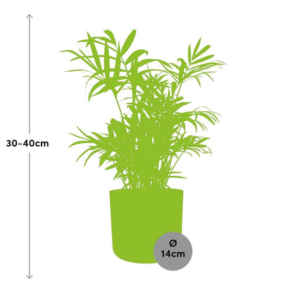 Kamerplant - Chamaedorea - Luchtzuiverend - Pot Ø 14cm