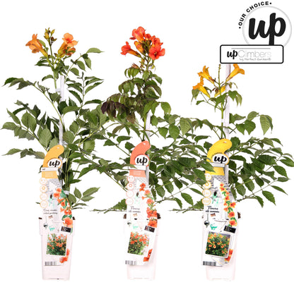 Buitenplant 3x Campsis Summer Deal - Bloeiend - Pot Ø 15cm Hoogte ↕ 65cm