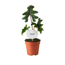 Kamerplant - Alocasia Jacklyn - Pot Ø 12cm Hoogte ↕ 30cm