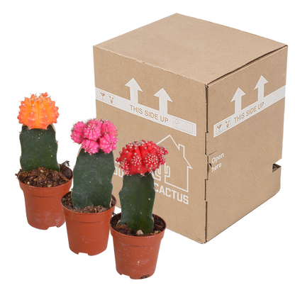 Kamerplant 3x Euphorbia meloformis variegata - Gymnocalycium mix - Pot Ø 5,5cm