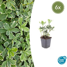 Buitenplant 6x Pachysandra term. 'Variegata' - Pot Ø 9cm Hoogte ↕ 10-25cm