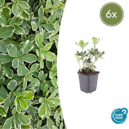 Buitenplant 6x Pachysandra term. 'Variegata' - Pot Ø 9cm Hoogte ↕ 10-25cm