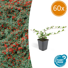 Buitenplant 60x Cotoneaster dammeri - Winterhard - Pot Ø 9cm Hoogte ↕ 10-25cm