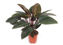 Kamerplant - Philodendron Red Beauty - Hoogte ↕ 100cm