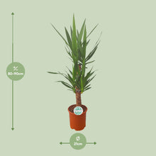Kamerplant - Yucca - Pot Ø 21cm Hoogte ↕ 90cm