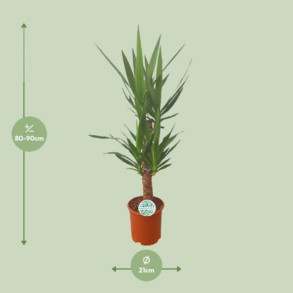 Kamerplant - Yucca - Pot Ø 21cm Hoogte ↕ 90cm