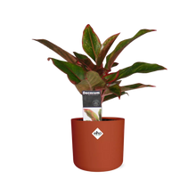 Kamerplant - Aglaonema Crete - Luchtzuiverend - Pot Ø 14cm