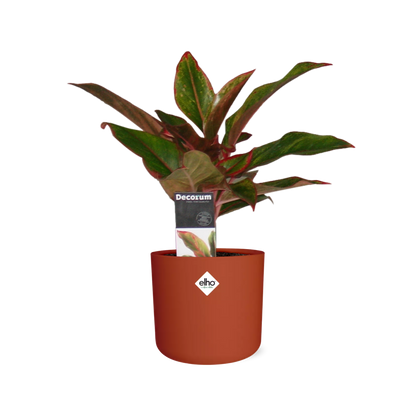 Kamerplant - Aglaonema Crete - Luchtzuiverend - Pot Ø 14cm