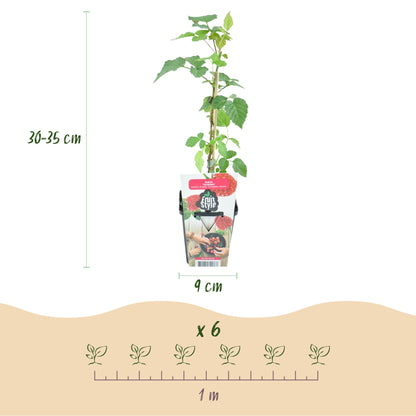 Buitenplant 6x Rubus Tayberry - Winterhard - Pot Ø 9cm Hoogte ↕ 10-25cm