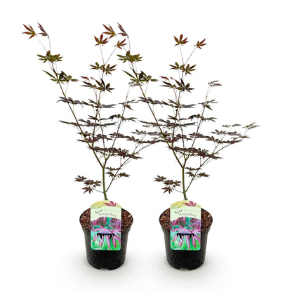 Buitenplant 2x Acer palmatum 'Trompenburg' - Bladverliezend - Pot Ø 19cm Hoogte ↕ 70cm