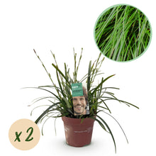 Buitenplant 2x Carex oshimensis Intense Green - Bladhoudend - Pot Ø 17cm Hoogte ↕ 50cm