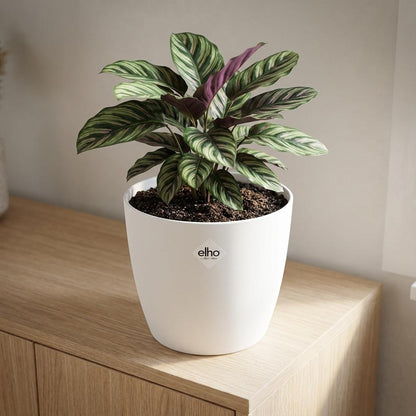 Sierpot - Brussels Rond 30cm - Wit