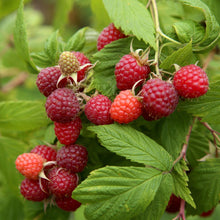 Buitenplant 2x Framboos Rubus idaeus 'Autumn Bliss' - Rode Framboos, Herfstdragend, Winterhard - Pot Ø 11cm Hoogte ↕ 40cm