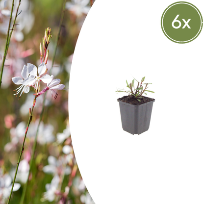 Buitenplant 6x Gaura l. 'Whirling Butterflies' - Bloeiend - Pot Ø 9cm Hoogte ↕ 10-25cm