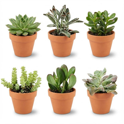 Kamerplant 6x Mini Succulenten Mix - Terracotta Potten - Pot Ø 8,1cm Hoogte ↕ 5-10cm