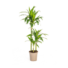 Kamerplant - Dracaena Deremensis Lisa - Pot Ø 21cm Hoogte ↕ 90-110cm
