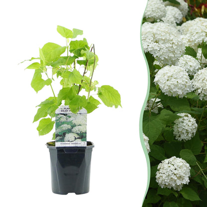 Buitenplant - Hydrangea arborescens Annabelle - Bloeiend - Pot Ø 17cm Hoogte ↕ 50cm