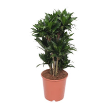 Kamerplant - Dracaena Compacta - Pot Ø 24cm Hoogte ↕ 80cm