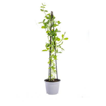 Buitenplant 4x Klimplanten Mix - Rhodochiton, Cobea, Lathyrus & Ipomoea - Pot Ø 13cm Hoogte ↕ 60cm