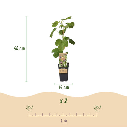Buitenplant 2x Ficus carica 'Little Miss Figgy' - Eetbare vijg - Pot Ø 15cm Hoogte ↕ 50cm