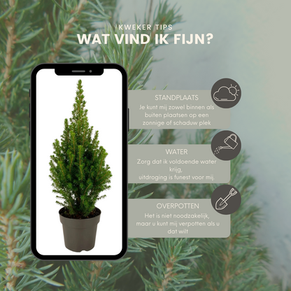 Buitenplant 2x Picea glauca Perfecta - Winterhard - Pot Ø 15cm Hoogte ↕ 40cm