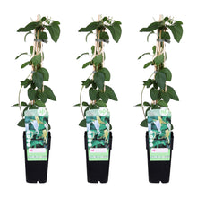Buitenplant 3x Lonicera japonica 'Halliana' - Pot Ø 15cm Hoogte ↕ 65cm
