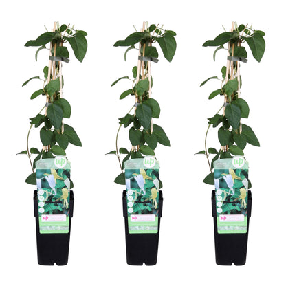 Buitenplant 3x Lonicera japonica 'Halliana' - Pot Ø 15cm Hoogte ↕ 65cm