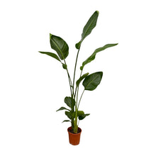XL kamerplant 2x Strelitzia Nicolai - Pot Ø 17cm Hoogte ↕ 130cm