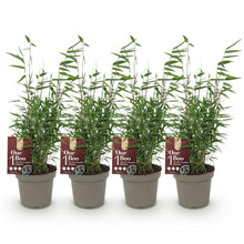 Buitenplant 4x Fargesia 'Red Dragon' - Bamboe Bladhoudend Niet-Woekerend - Pot Ø 14cm Hoogte ↕ 35cm