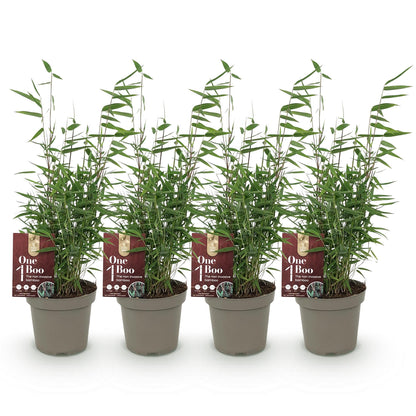 Buitenplant 4x Fargesia 'Red Dragon' - Bamboe Bladhoudend Niet-Woekerend - Pot Ø 14cm Hoogte ↕ 35cm