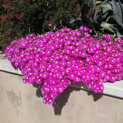 Buitenplant 4x Delosperma - Winterhard - Pot Ø 14cm Hoogte ↕ 17cm