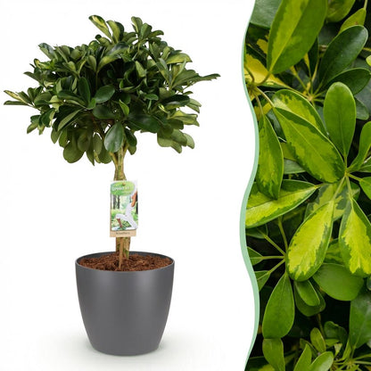 Kamerplant - Schefflera Gold Capelle - Vingerboom - Pot Ø 21cm Hoogte ↕ 70-80cm