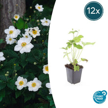 Buitenplant 12x Anemone hyb. 'Honorine Jobert' - Bloeiend - Pot Ø 9cm Hoogte ↕ 10-25cm