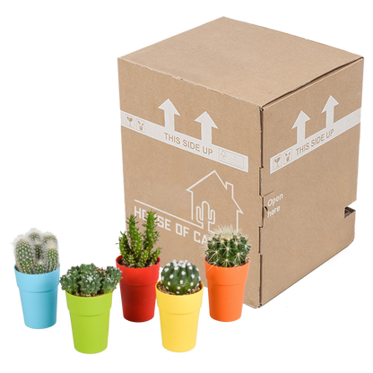 Kamerplant 5x Cactus mix - Pot Ø 5,5cm