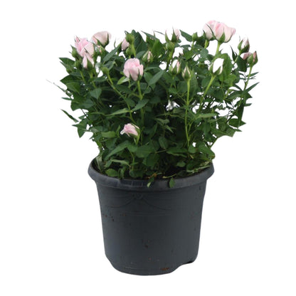 Kamerplant - Rosa Jewel Patio Baby - Bloeiend - Pot Ø 17cm Hoogte ↕ 30cm