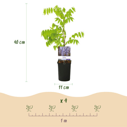 Buitenplant - Wisteria floribunda 'Prolific' - Bloeiend - Pot Ø 11cm Hoogte ↕ 40cm
