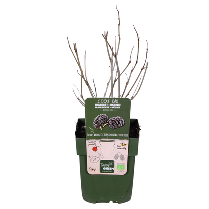 Buitenplant - Morus nigra 'Mulle' - Pot Ø 13cm Hoogte ↕ 45cm