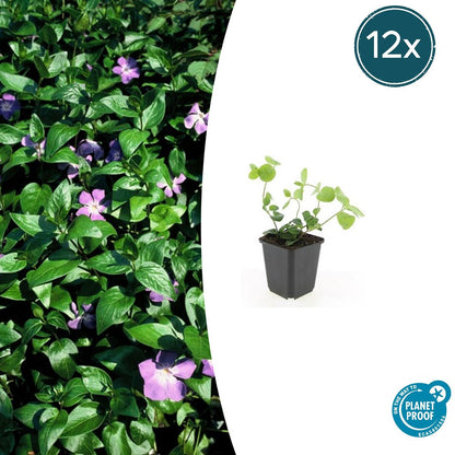 Buitenplant 12x Vinca major - Groenblijvend - Pot Ø 9cm Hoogte ↕ 10-25cm