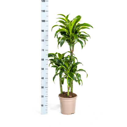Kamerplant - Dracaena Deremensis Dorado - Pot Ø 21cm Hoogte ↕ 100-120cm