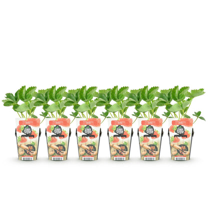 Buitenplant 6x Aardbei Fragaria 'Maxim' - Winterhard - Pot Ø 9cm Hoogte ↕ 20cm