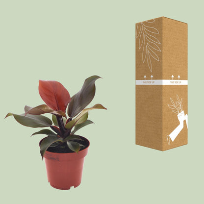 Kamerplant - Philodendron Imperial Red - Pot Ø 12cm Hoogte ↕ 25cm