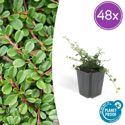 Buitenplant 48x Cotoneaster pr. 'Streib's Findling' - Winterhard - Pot Ø 9cm Hoogte ↕ 10-25cm
